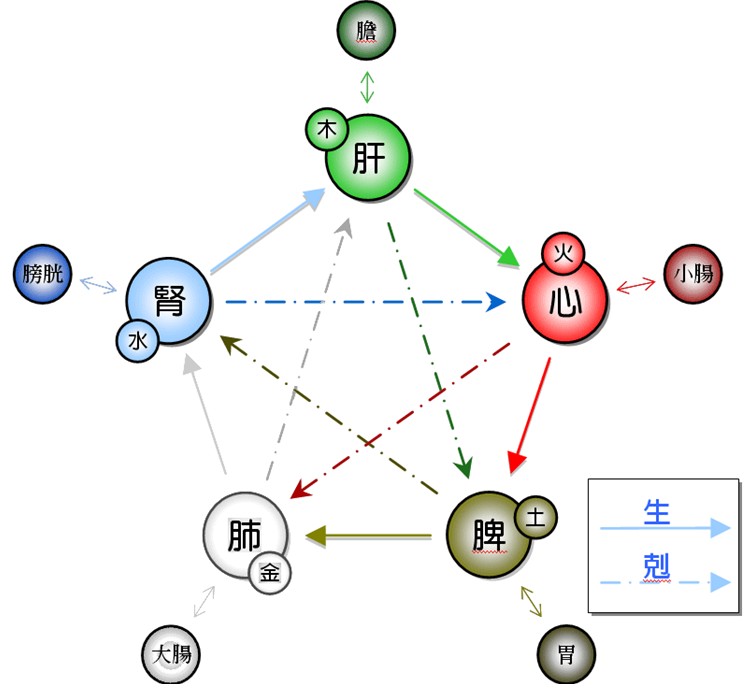 五行与人体脏腑的关系图